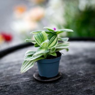 Tradescantia sillamontana 'Variegata'