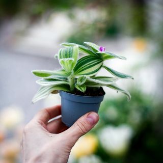 Tradescantia sillamontana 'Variegata'