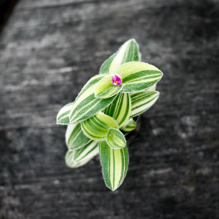 Tradescantia sillamontana 'Variegata' 6 cm