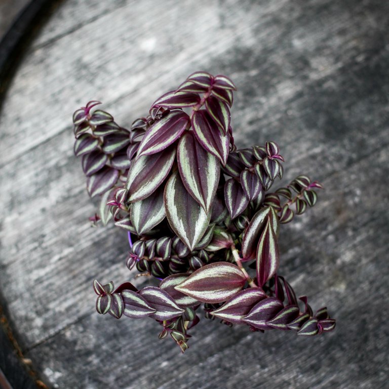 Tradescantia 'Purple Passion' 7 cm