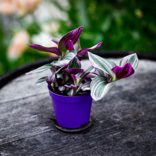 Tradescantia 'Nanouk'