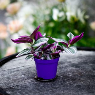 Tradescantia 'Nanouk'