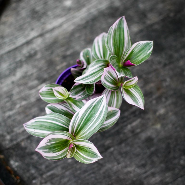 Tradescantia 'Nanouk' 7 cm