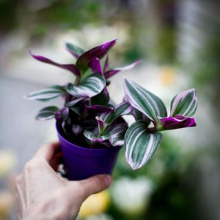 Tradescantia 'Nanouk'