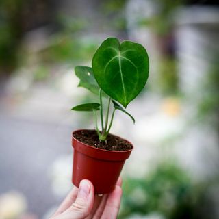 Anthurium clarinervium