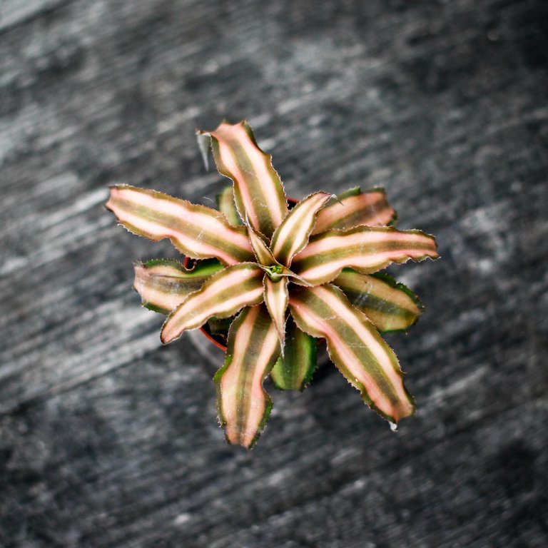 Cryptanthus bivittatus 6 cm