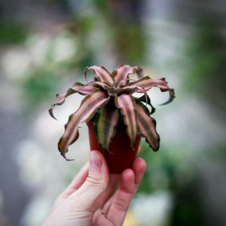 Cryptanthus bivittatus