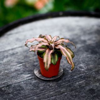 Cryptanthus bivittatus
