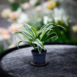 Dracena 'Lemon Surprise'