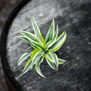 Dracena 'Lemon Surprise'