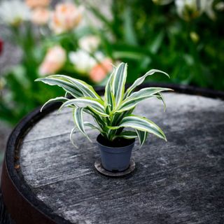 Dracena 'Lemon Surprise'