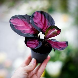 Calathea 'Rosy'