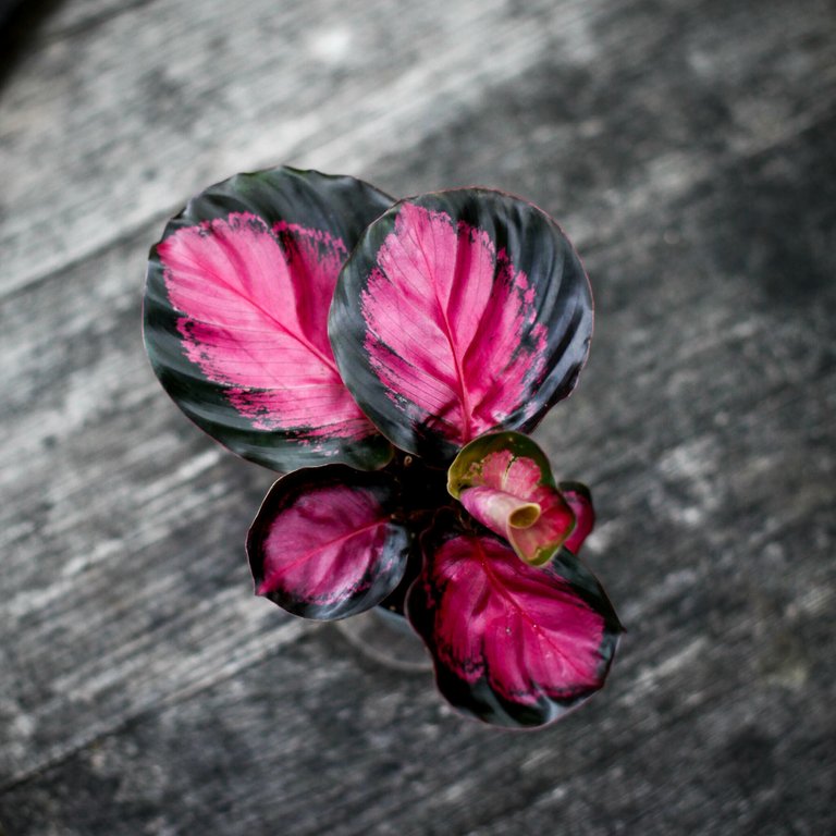Calathea 'Rosy' 6 cm