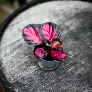 Calathea 'Rosy'
