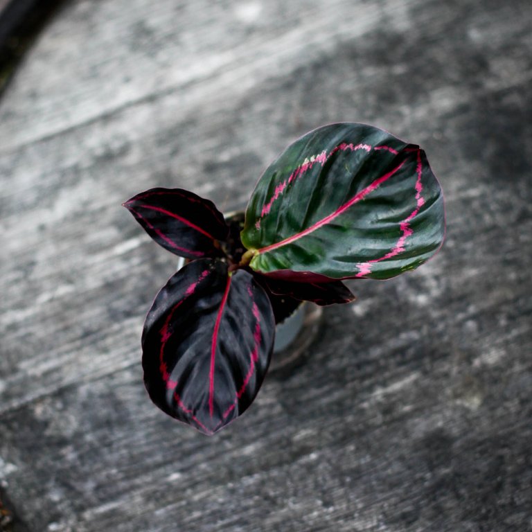 Calathea 'Dottie' 6 cm