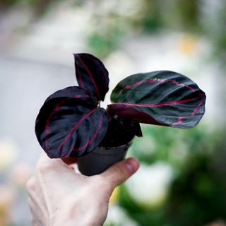 Calathea 'Dottie'