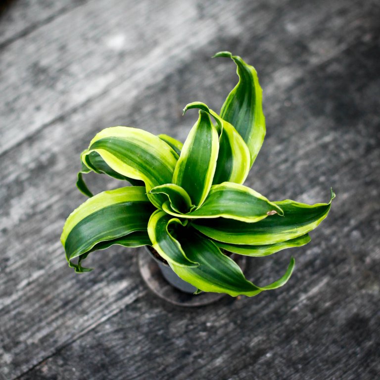 Dracena 'Tornado' 6 cm