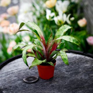 Cryptanthus 'Strawberries Flambee' 9 cm