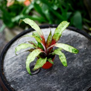 Cryptanthus 'Strawberries Flambee' 9 cm