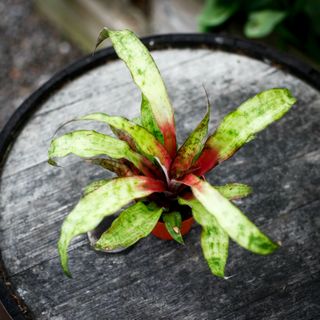 Cryptanthus 'Strawberries Flambee' 9 cm
