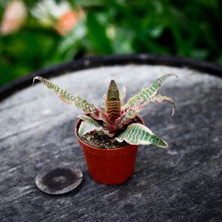 Cryptanthus 'Elaine' 9 cm RÄDDA MIG!