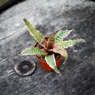 Cryptanthus 'Elaine' 9 cm RÄDDA MIG!