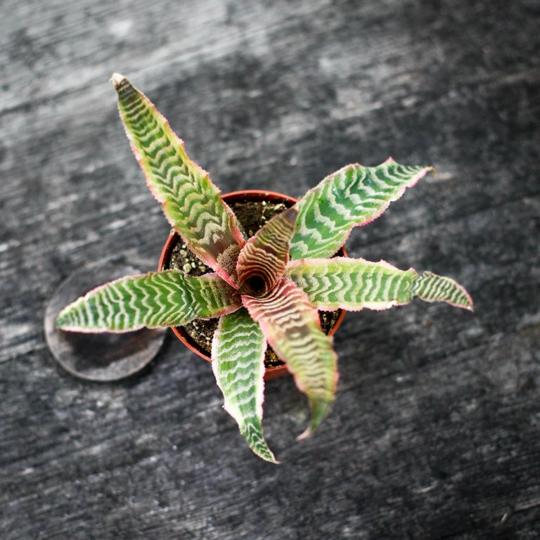 Cryptanthus 'Elaine' 9 cm