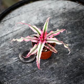 Cryptanthus 'Rubin Star' 9 cm RÄDDA MIG!