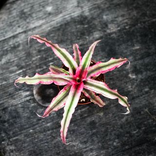 Cryptanthus 'Rubin Star' 9 cm RÄDDA MIG!