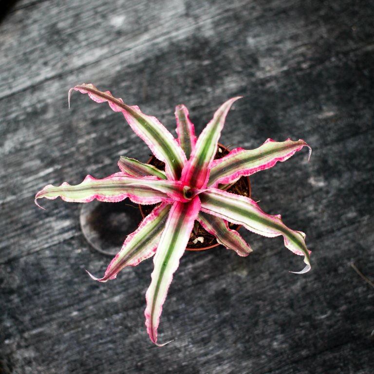 Cryptanthus 'Rubin Star' 9 cm