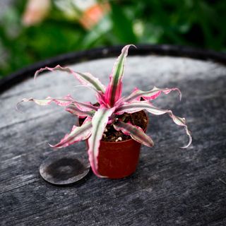 Cryptanthus 'Rubin Star' 9 cm RÄDDA MIG!