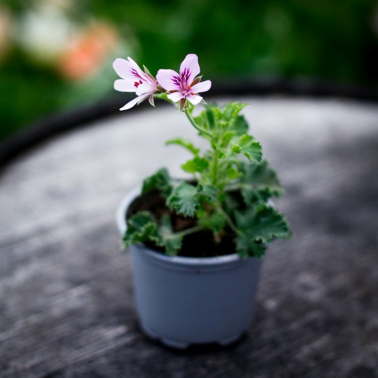 Pelargonium 'Lemon Queen' 8 cm