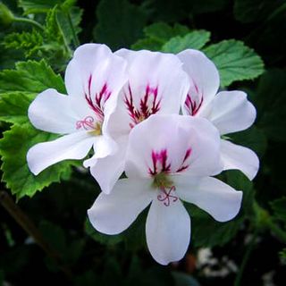 Pelargonium 'White Unique'