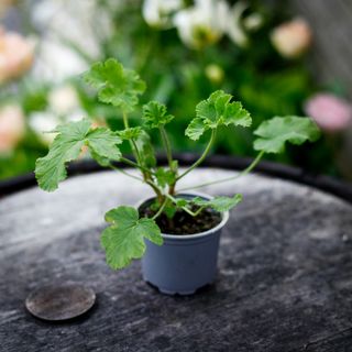 Pelargonium 'White Unique'
