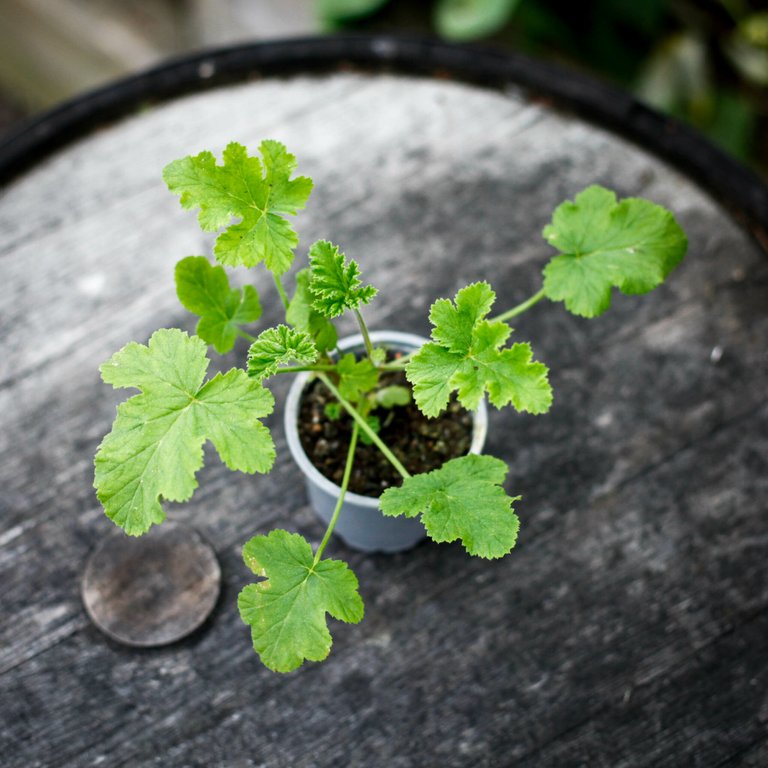 Pelargonium 'White Unique' 8 cm