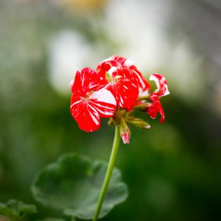 Pelargonium 'New Life' 8 cm