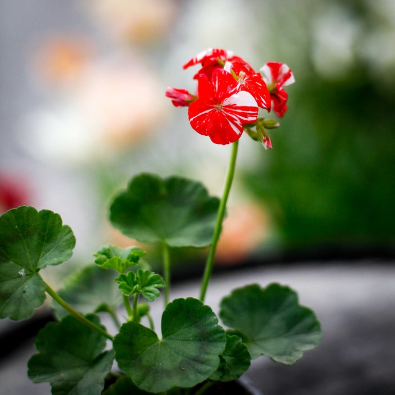 Pelargonium 'New Life' 8 cm