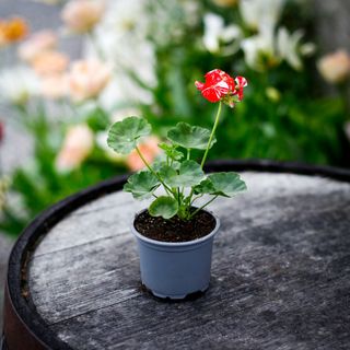 Pelargonium 'New Life' 8 cm