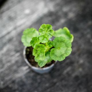 Pelargonium 'New Life' 8 cm