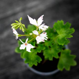 Pelargonium 'Vectis Glitter'