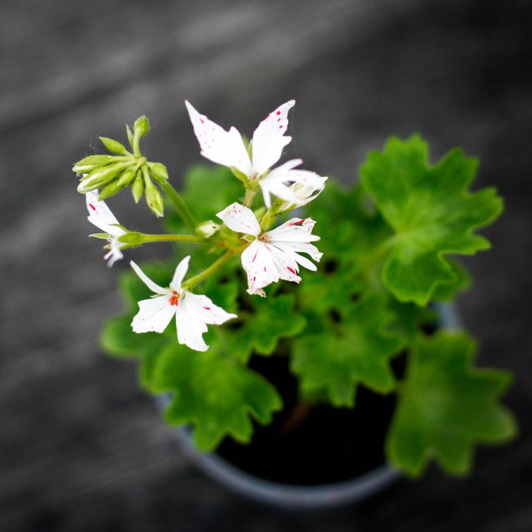 Pelargonium 'Vectis Glitter' 8 cm