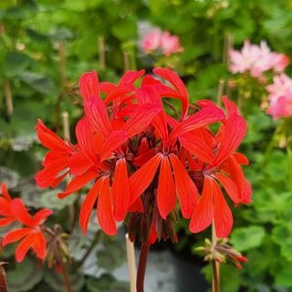 Pelargonium 'Friesdorf'
