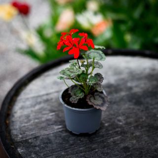 Pelargonium 'Friesdorf'