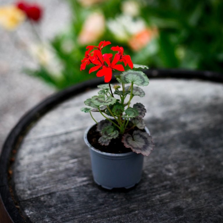 Pelargonium 'Friesdorf' 8 cm