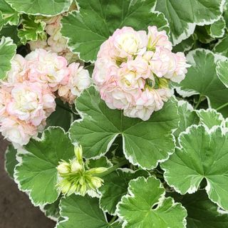 Pelargonium 'Ekebys Appleblossom'