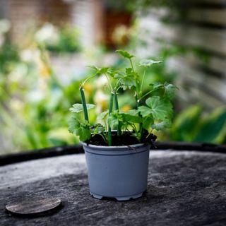 Pelargonium tetragonum