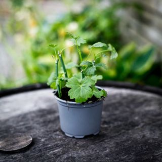 Pelargonium tetragonum