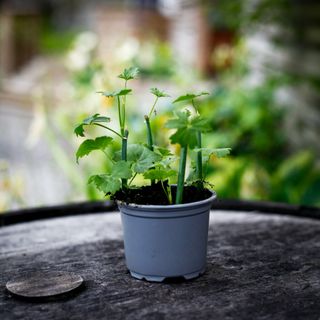 Pelargonium tetragonum