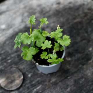 Pelargonium tetragonum