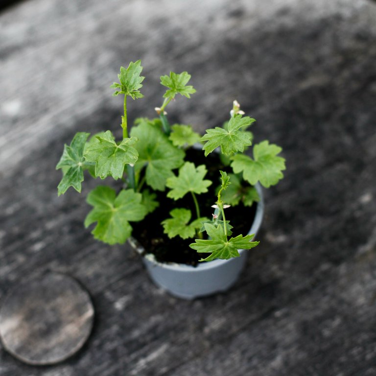Pelargonium tetragonum 8 cm